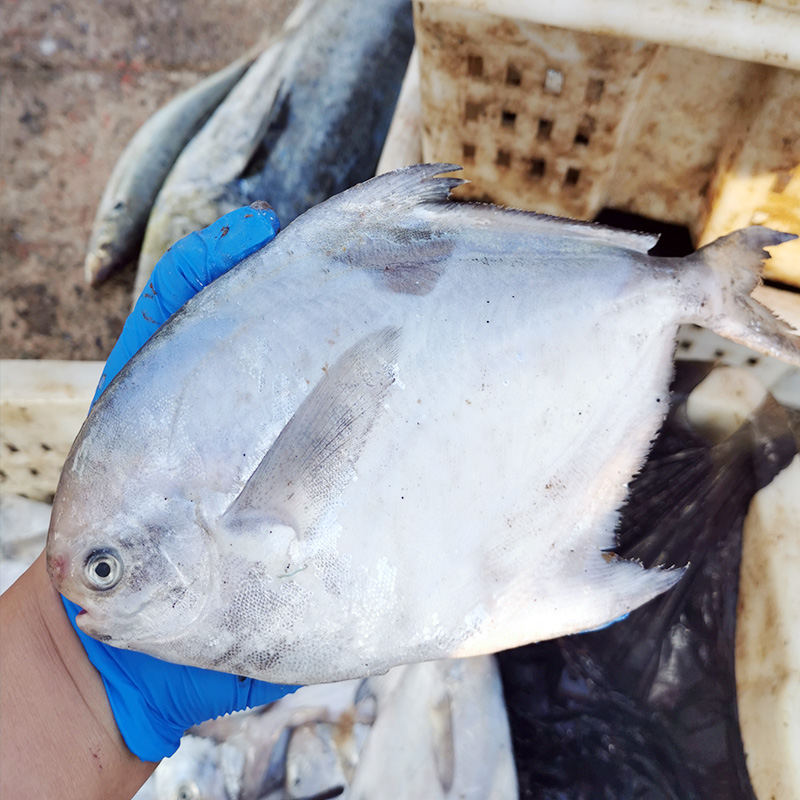 海捕银鲳鱼4斤12条大号鲜活海鲜冷冻白鲳鱼新鲜平鱼镜鱼海鱼扁鱼,淘宝优惠券,粉丝福利购,淘宝优惠卷