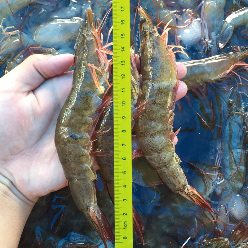Cruiser Star Fresh Sea-caught Extra Large Prawns