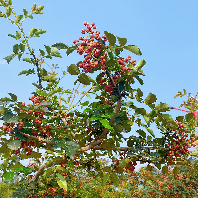 2023年新干花椒粒贵州特产农家特麻特香红花椒非四川花椒500g包邮 - 图0