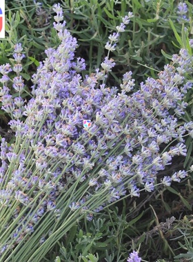 lavender dried flower bouquet natural dried flower lavender