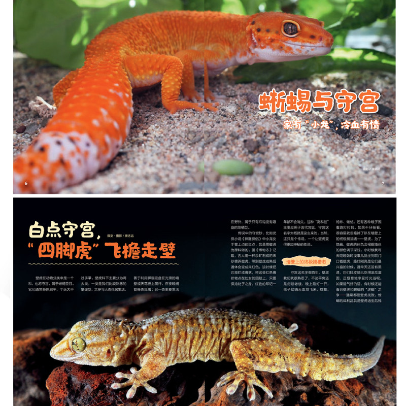 中国国家地理博物杂志2025年远古动物园增刊 怪怪宠物箱异宠增刊,淘宝优惠券,粉丝福利购,淘宝优惠卷