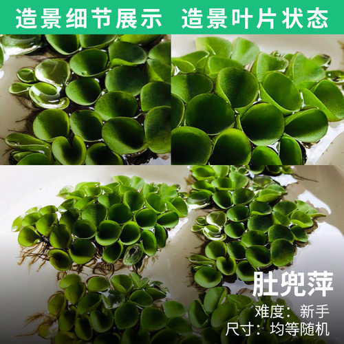 鱼缸浮萍水草活体植物浮性除no3净化水质微景观水族箱装饰草包邮