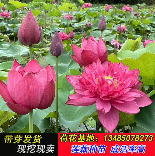 荷花苗盆栽水养莲藕种根苗观赏食用藕苗莲花碗莲种藕水生植物大型 - 图1