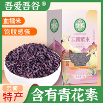 Purple Glutinous Rice Yunnan Blood Glutinous Rice with Authentic Farmhouse Special Produce New Rice Rouge Terraces Ink Jiang Purple Rice