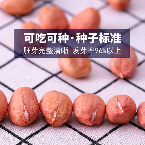 带壳生花生2026年5斤新鲜晒干高产种子薄壳炒熟原味粉红皮花生米 - 图2