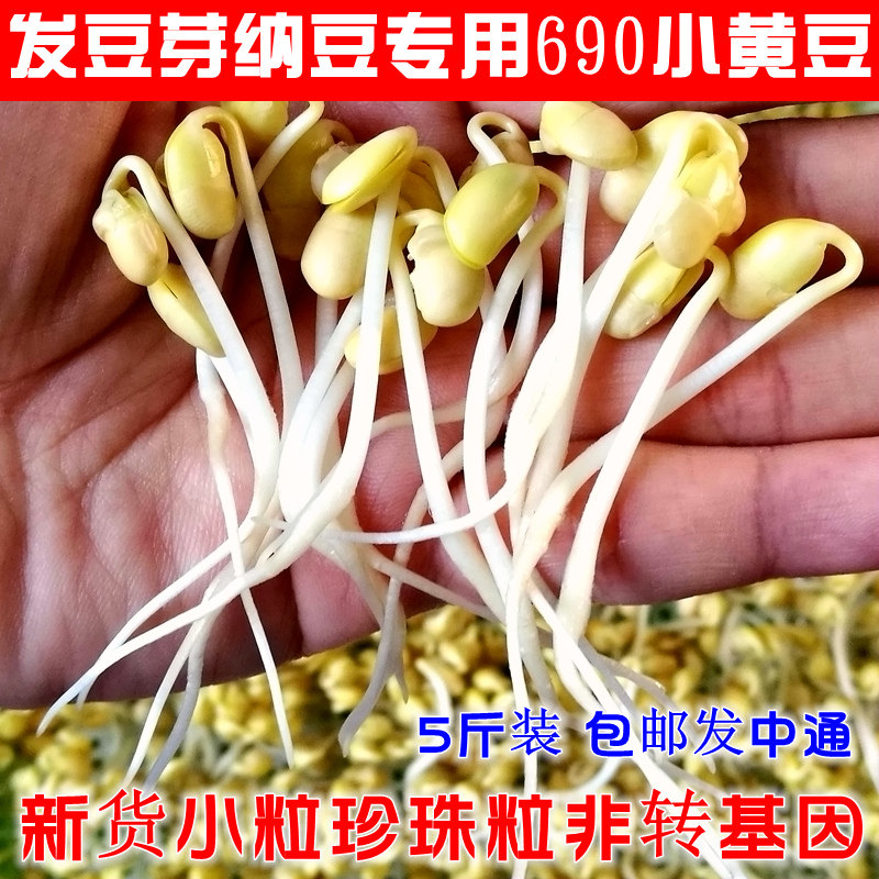 新货发黄豆生黄豆芽 5斤东北小纳豆 风映食品黄豆