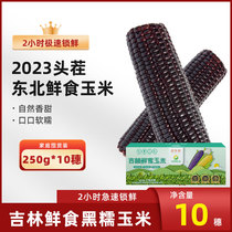 2023 stubble fresh and fresh sweet glutinous black jade rice vacuum Northeast fresh yellow glutinous corn brunky coarse grain Non-ready-to-eat