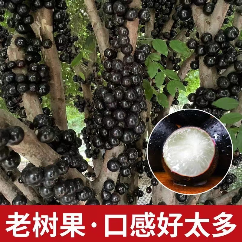 正宗嘉宝果新鲜水果树葡萄鲜果新鲜现摘孕妇罕见稀奇水果稀有大果 - 图2