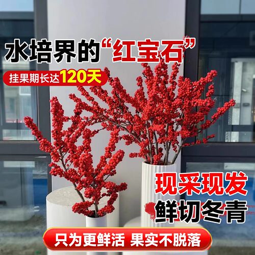 进口北美冬青鲜花切枝发财红果新年客厅水培年宵喜庆花卉云南盆栽 - 图1