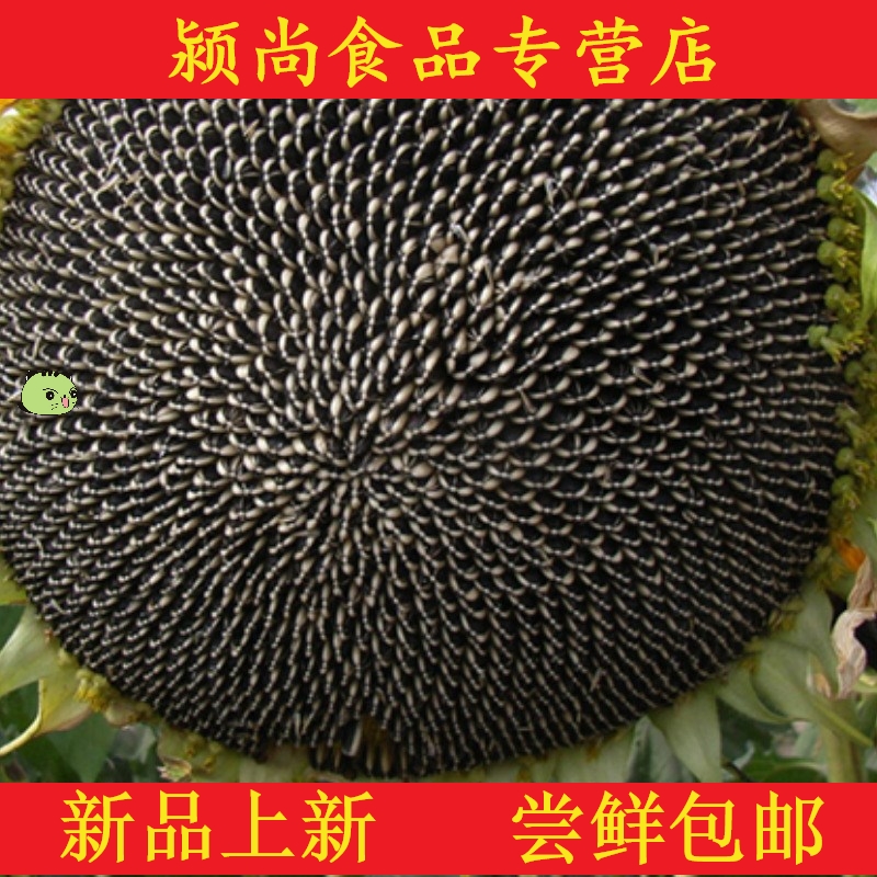 葵花盤瓜子 新人首單立減十元 21年7月 淘寶海外 葵花盤瓜子 新人首單立減十元 21年7月 淘寶海外