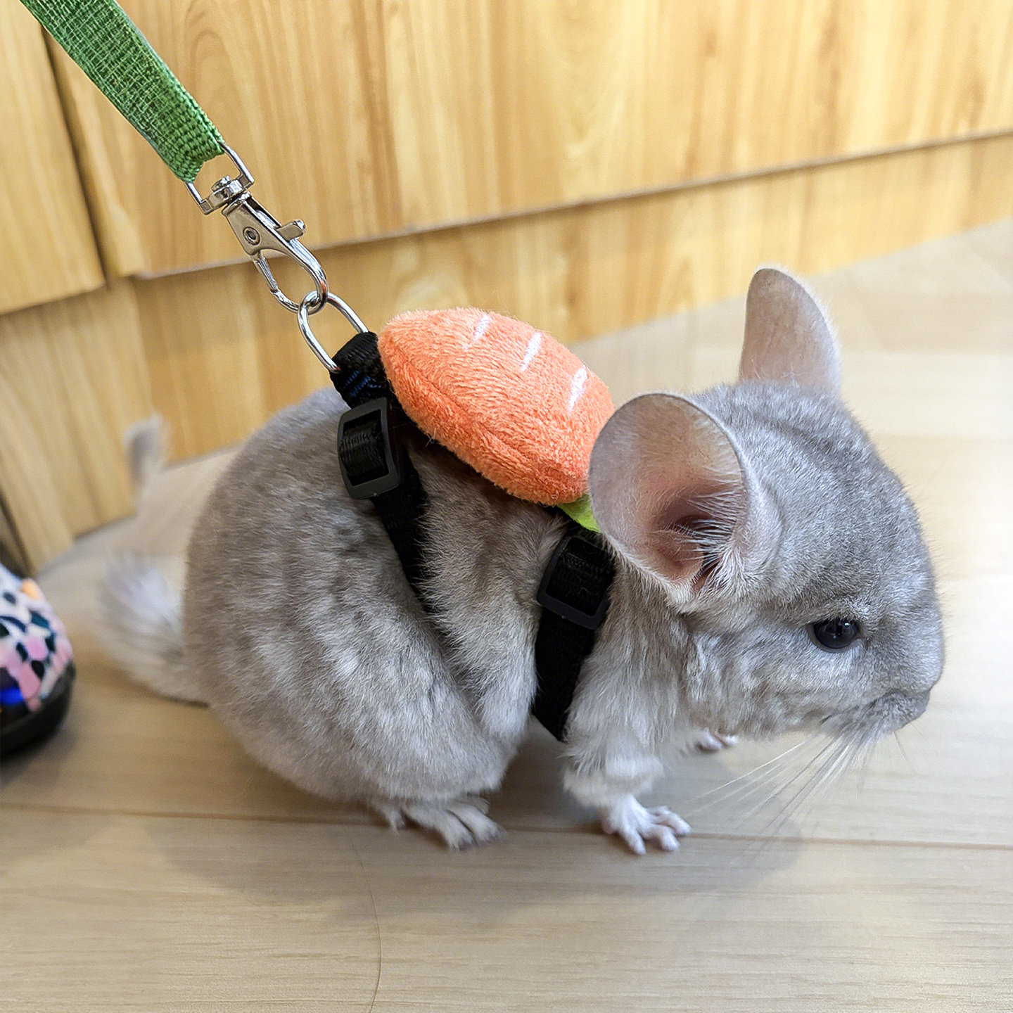 龙猫专用牵引绳超小号1斤可用溜宠物豚鼠金丝熊外出的绳子神器品,淘宝优惠券,粉丝福利购,淘宝优惠卷