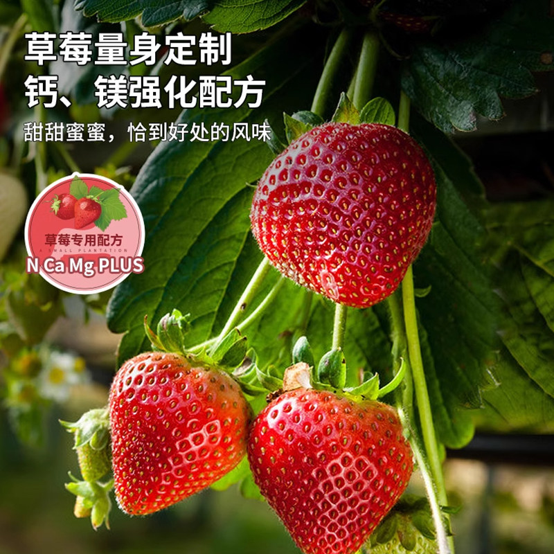草莓肥料专用肥家用盆栽草莓苗有机肥料草莓营养液促生长结果肥料,淘宝优惠券,粉丝福利购,淘宝优惠卷