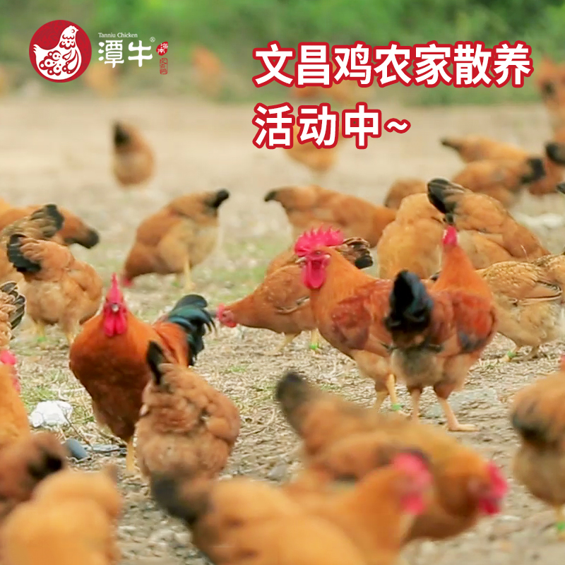 海南潭牛文昌鸡公鸡椰子鸡火锅鸡土鸡农家散养文昌鸡新鲜冷冻整鸡,淘宝优惠券,粉丝福利购,淘宝优惠卷