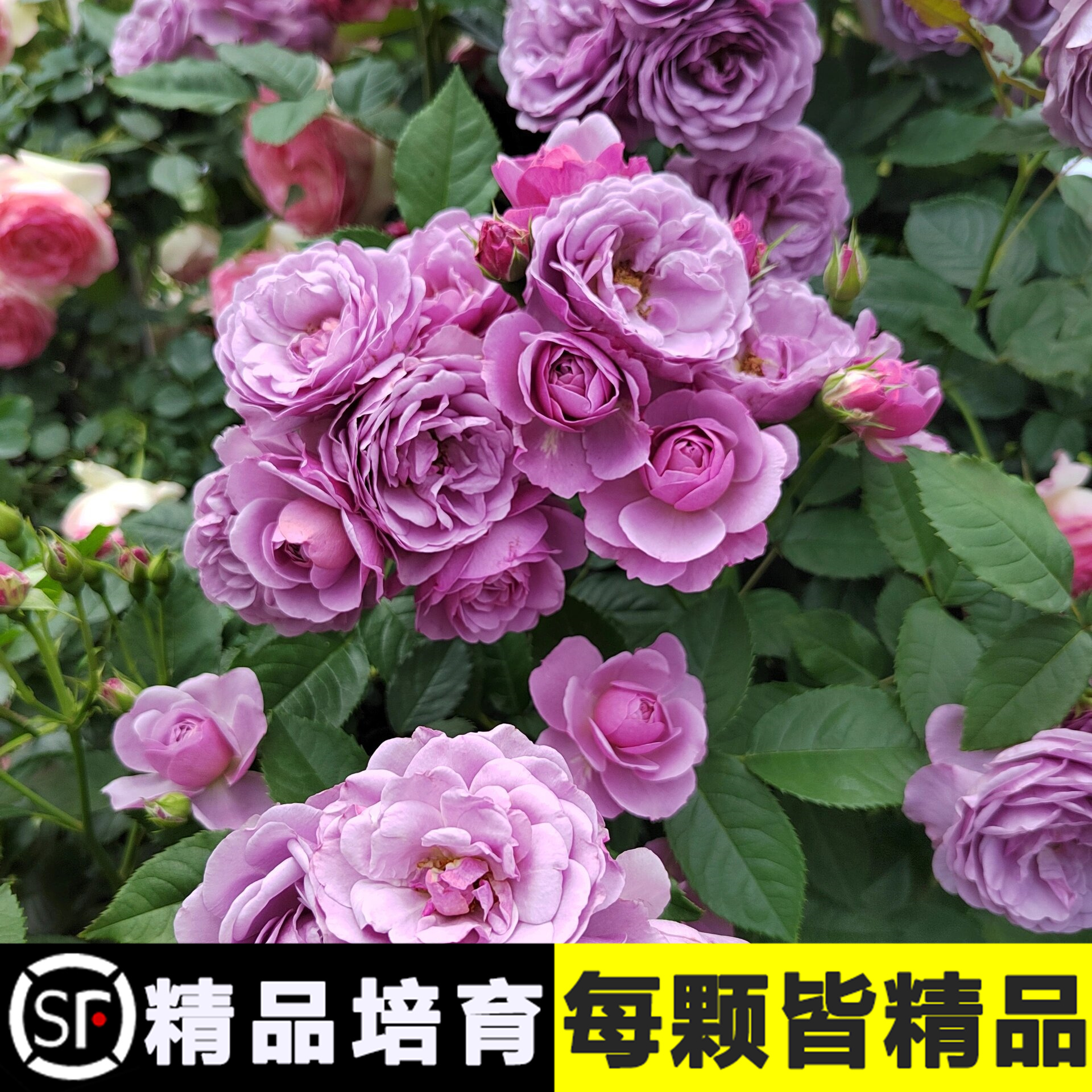 蓝紫色藤本月季薰衣草花环微香庭院四季开花花卉欧月蔷薇-图3