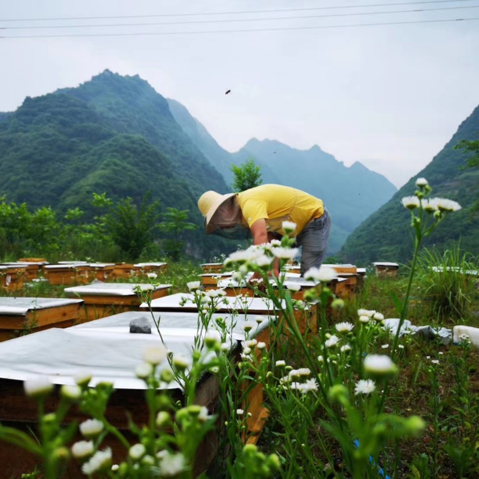 春归巢中等苦度蜂蜜秦岭之巅高海拔森林传统压榨蜜蜂农直供500克