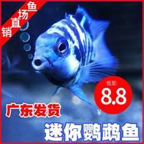 Mini-parrot fish-blue species of fish breed a pair of fish fry small freshwater good to savour tropical fish ornamental fish