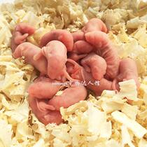 Frozen Milk Rat Frozen Rat Daily Shipping Frozen Feed Rat Frozen Red Skin Pink Peel White Cream Pet Milkrat Frozen Feed