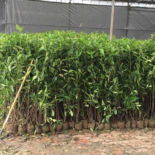 法国冬青树苗篱笆北海道大叶黄杨四季常青庭院绿化苗珊瑚树围墙苗 - 图3