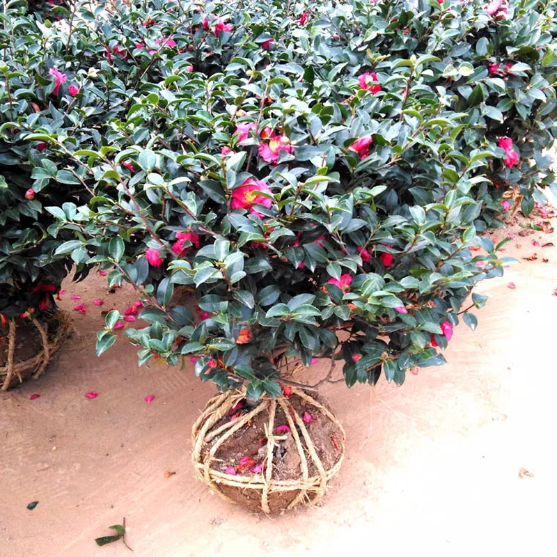 茶梅花苗茶梅球山茶花树苗茶花盆栽冬茶梅四季带花苞庭院耐寒植物 - 图0