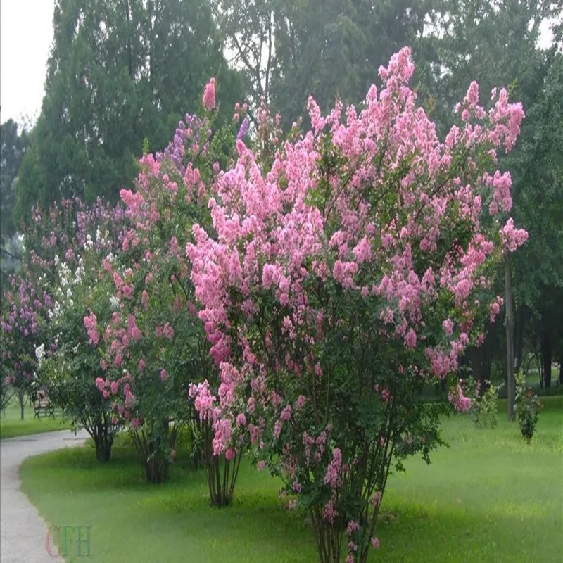 丛生紫薇树苗庭院种植大型紫薇花盆栽美国红火箭绿化风景树苗耐寒-图2