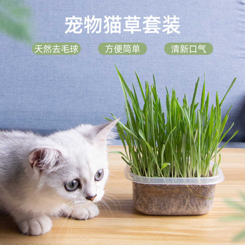 种猫草的花盆 新人首单立减十元 21年9月 淘宝海外