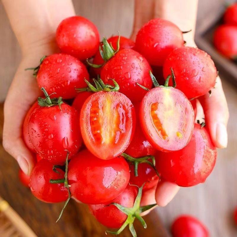 新鲜广西圣女果千禧小番茄樱桃现摘现发小西红柿孕妇水果5斤包邮,淘宝优惠券,粉丝福利购,淘宝优惠卷