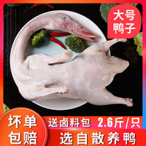 Fresh Cherry Valley Duck Meat Food White Duck Frozen Duck Meat Cooking Soup Dispel Fire Raw Ingredients Fresh Duck Meat Whole
