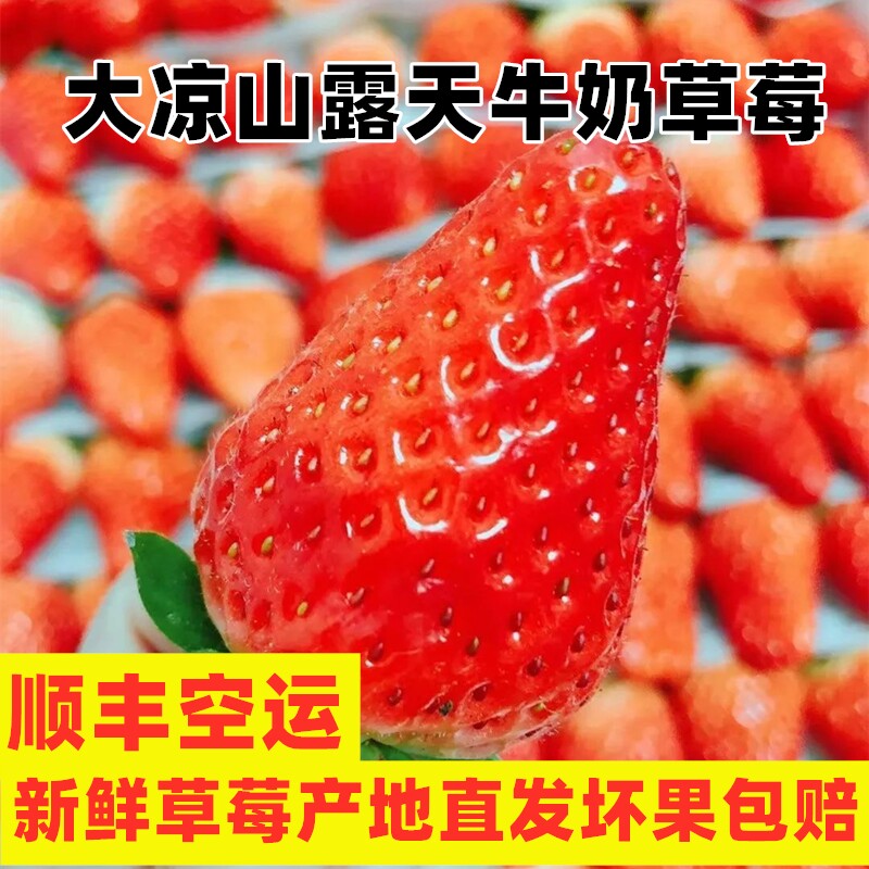 大凉山露天草莓新鲜水果顺丰商用大个牛奶味农家草莓批发精品2斤