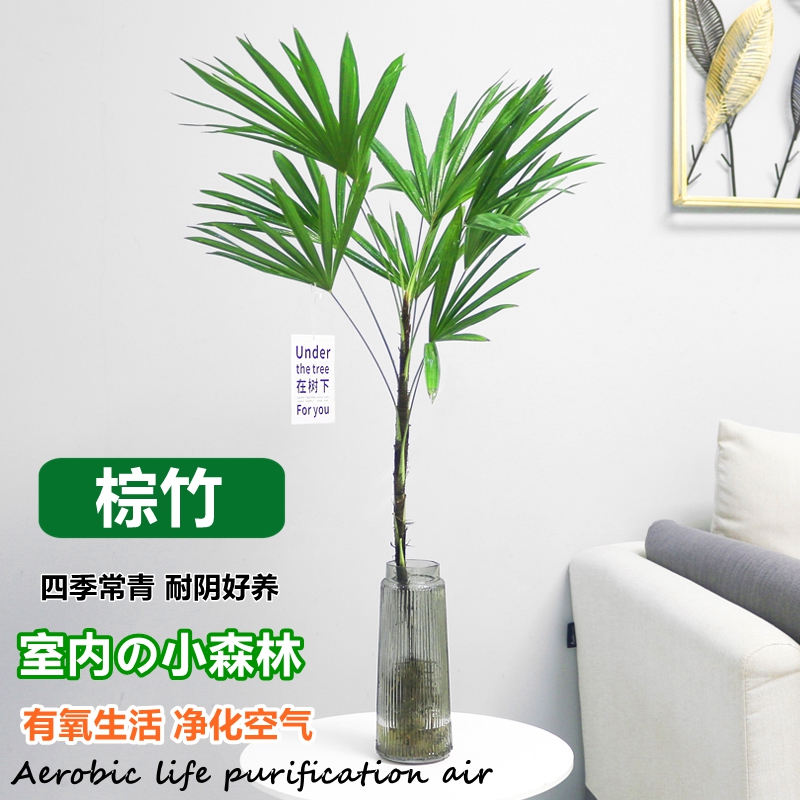 水培植物棕竹盆栽室内好养耐阴竹子四季富贵竹绿植花卉水养观音竹