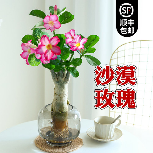 沙漠玫瑰盆栽水培植物重瓣带花苞老桩花卉绿植室内办公室好养鲜花 - 图0