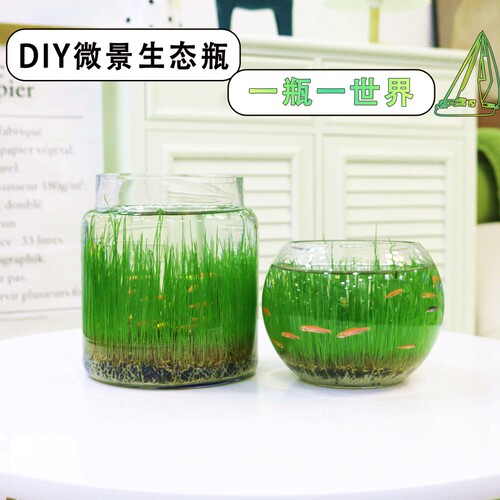 生态瓶养鱼玻璃瓶桌面水培植物鱼缸水草种子籽绿植水养草缸盆栽 - 图1