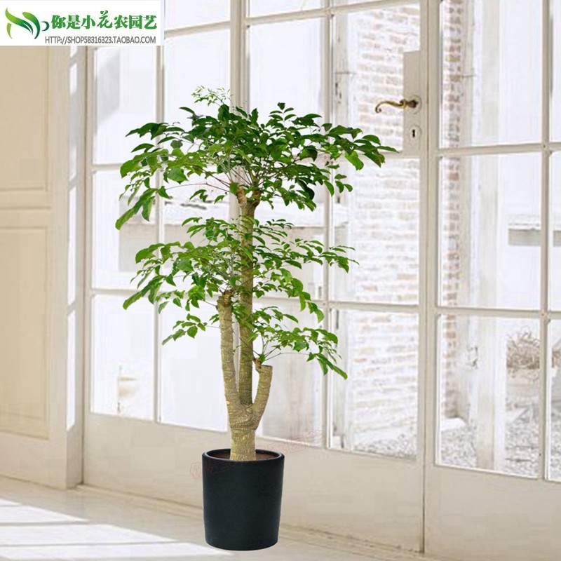 客厅大型植物幸福树室内绿植盆栽大颗绿宝办公室四季好养净化空气,淘宝优惠券,粉丝福利购,淘宝优惠卷