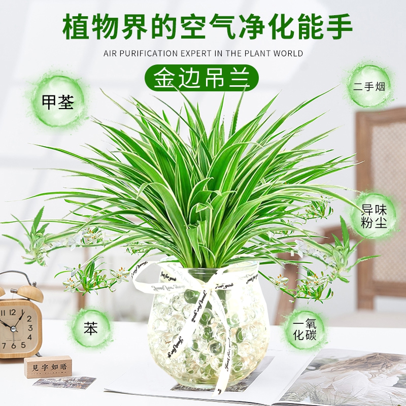 金边吊兰水培植物盆栽室内绿植花卉好养植物四季客厅净化空气花草