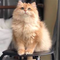 Pure breed long hair gold asymptotic young cat 12 gold dot silver point long hair gradual layer cat blue gold asymptotic cat living pet cat