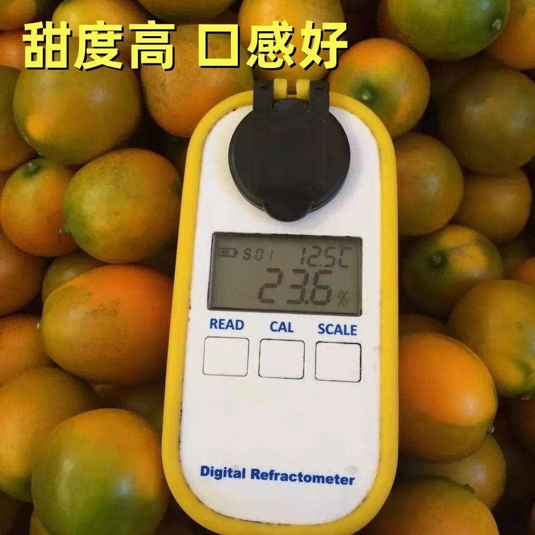 桂林脆皮金桔果园直发现摘现发新鲜水果正宗纯甜小金橘子5斤包邮