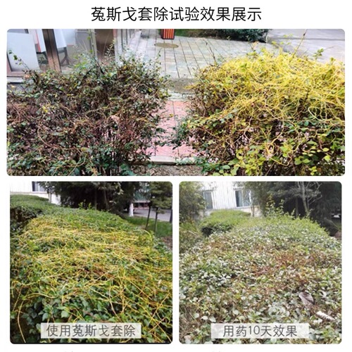 国光菟斯戈套除菟丝戈植物菟丝子日本防除园林金钟藤除草剂套餐药