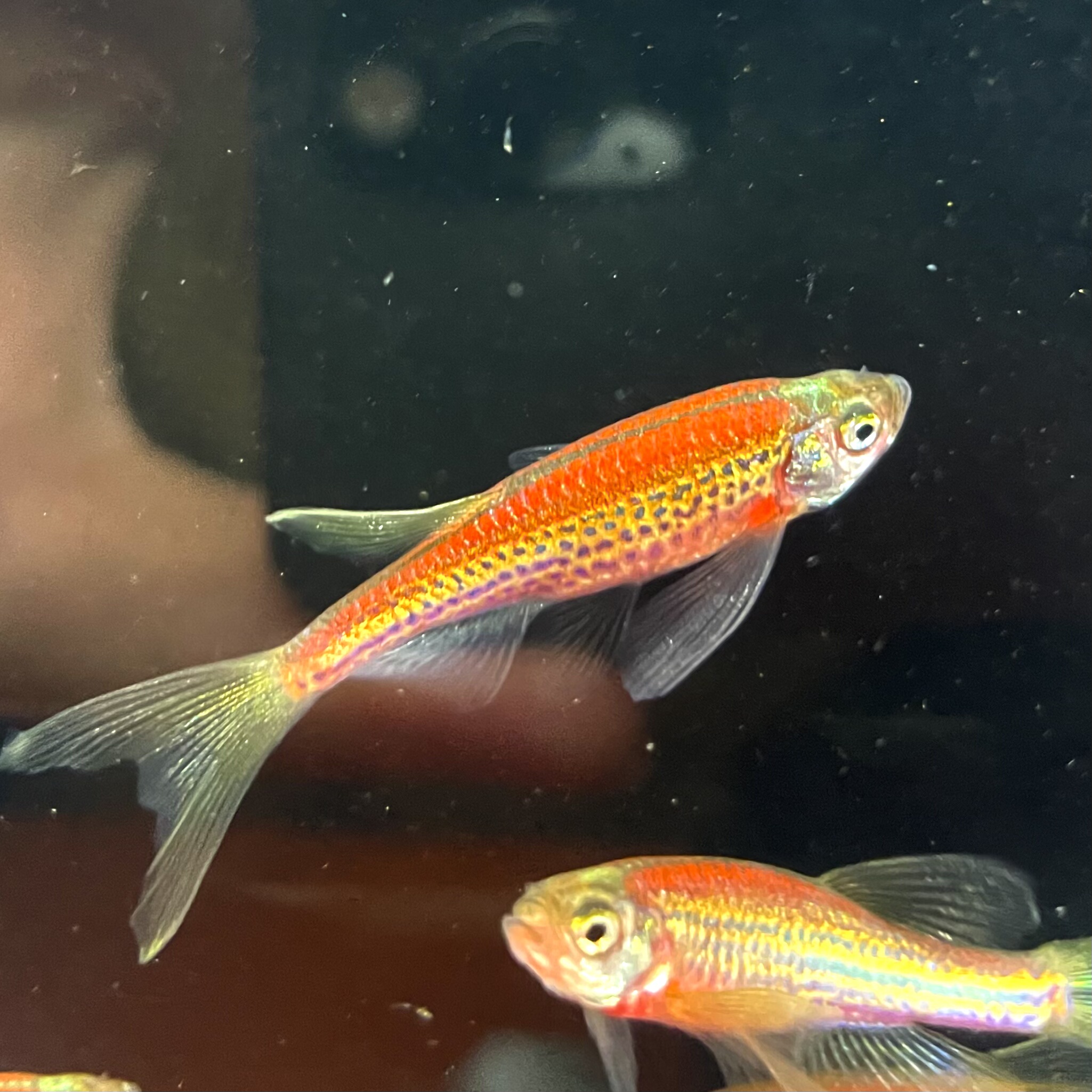 荧光红暗夜红豹纹蝶翼斑马鱼长鳍翡翠绿龙凤冷水小型淡水好养易活,淘宝优惠券,粉丝福利购,淘宝优惠卷