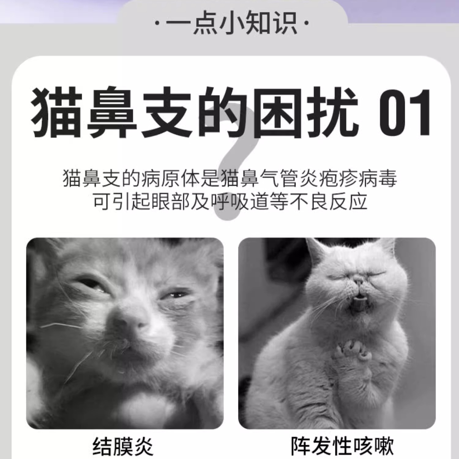 宠儿香猫赖氨酸猫鼻支猫胺粉10袋牛磺酸调护打喷嚏鼻涕流眼泪猫氨 - 图1