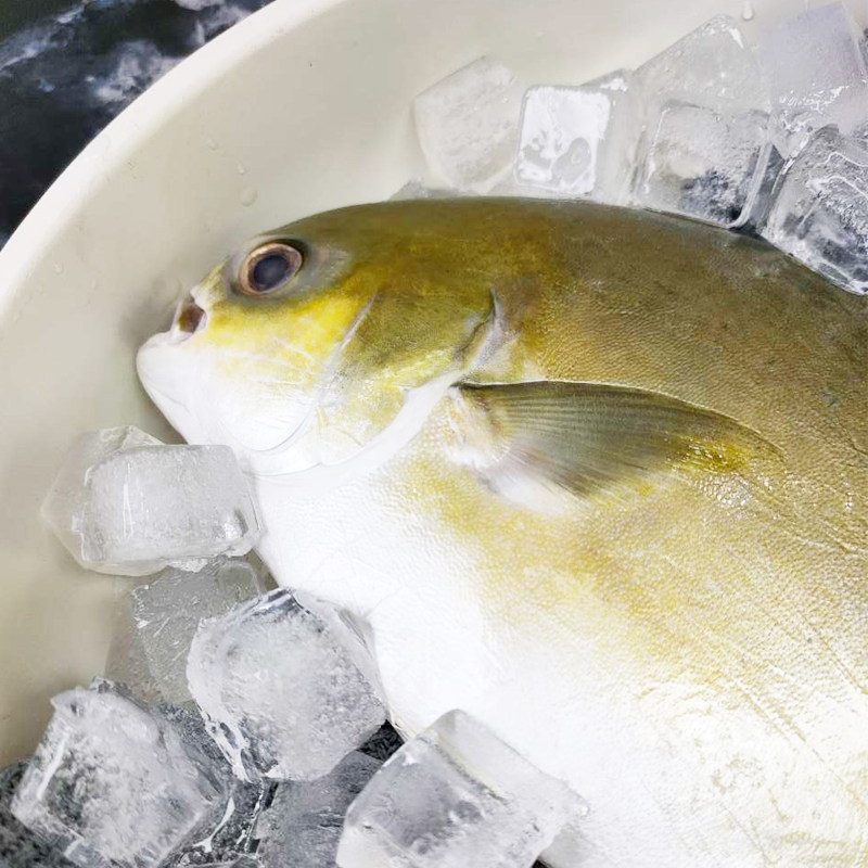 新鲜海捕金鲳鱼天然平鱼海鲜500g包邮 热品库 性价比省钱购