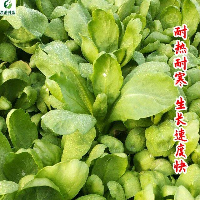 新鲜皇帝菜大叶茼蒿种子大宽叶菜种子秋冬大叶茼蒿种子火锅菜种子-图1