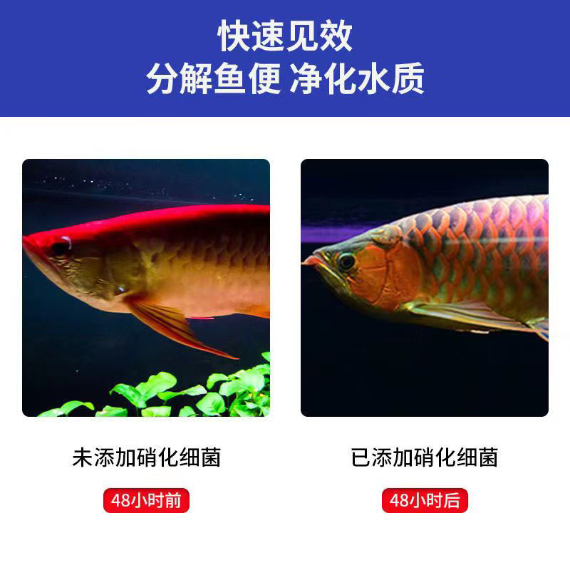 鱼缸硝化细菌硝化菌养鱼用品水族鱼缸净水剂活菌水质稳定 - 图2