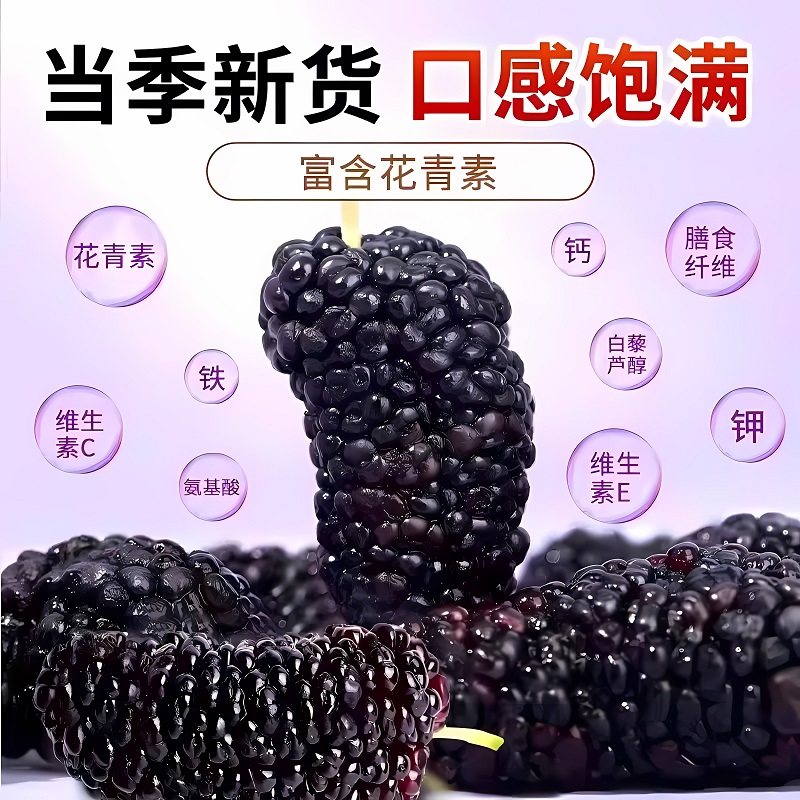 特级新疆桑葚干黑桑椹免洗新货泡茶泡水喝中药材正品官方旗舰店zz,淘宝优惠券,粉丝福利购,淘宝优惠卷