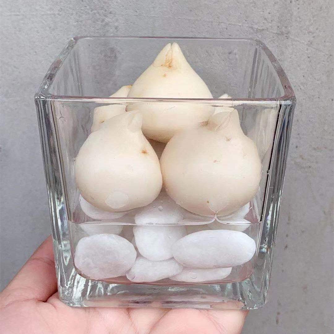 荷兰郁金香大种球室内外阳台盆栽好养花苗水养绿化花海植物花种子,淘宝优惠券,粉丝福利购,淘宝优惠卷