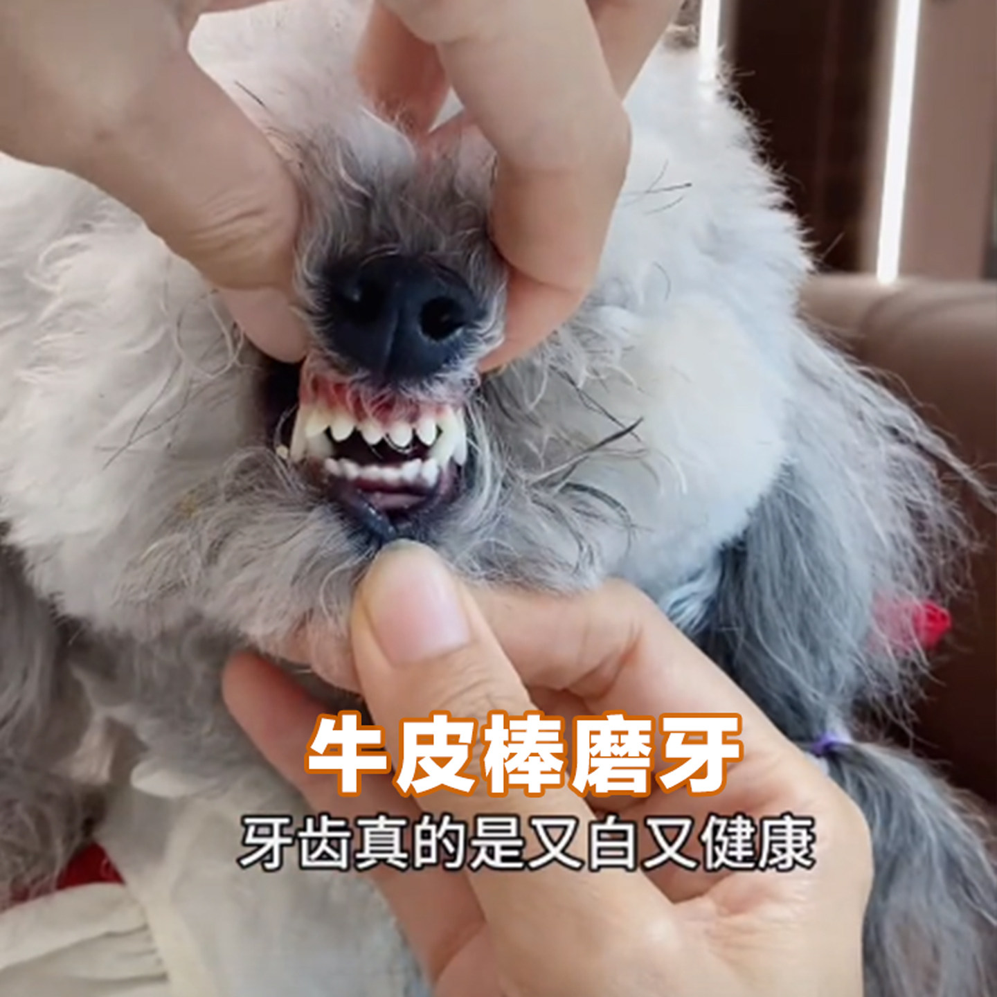 狗狗磨牙棒耐啃大号牛皮缠鸡肉鸭肉卷洁齿大中小型犬耐咬零食奖励,淘宝优惠券,粉丝福利购,淘宝优惠卷