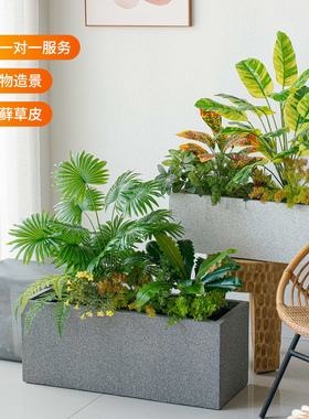 造景组合植物盆栽客厅大型绿植室内落地大号花盆办公室四季常青树