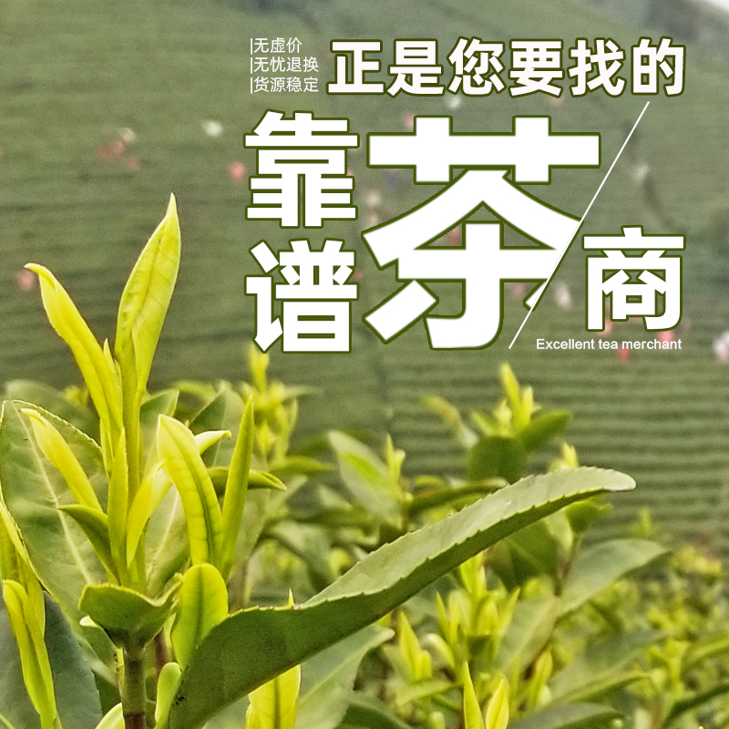 茉莉花茶系列-桂家茶业新茶鲜爽甘醇耐泡好喝天然窨制口粮花香 - 图2