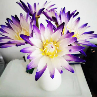 广州睡莲鲜花荷花百合剑兰花雏菊向日葵花束水养云南直发同城速递 虎窝淘