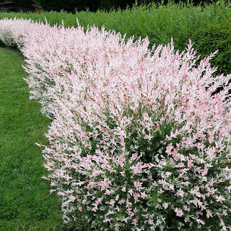 彩叶杞柳花卉盆栽阳台庭院花园露台多年生耐寒耐热灌木花境植物-图0