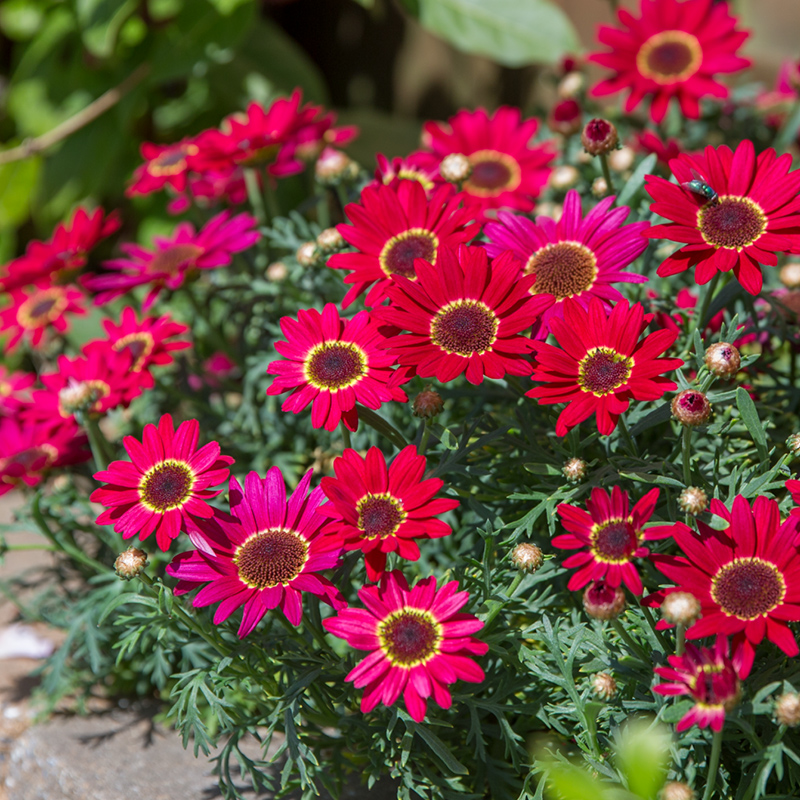 玛格丽特盆栽带花苞花卉苗阳台庭院花园耐热好养花期长易爆盆植物-图1