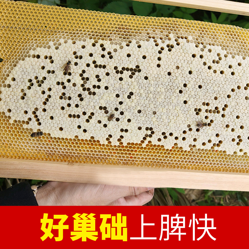 中蜂巢础 正品八千专用 深房巢脾蜜蜂巢础片中锋巢基蜂大哥旗舰店